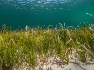 Sea Grass