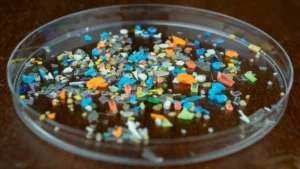 Microplastics In Petridish